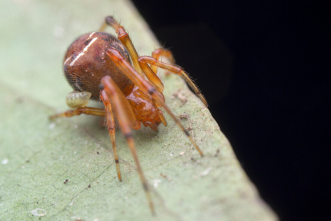 Eyeless orb weaver spider with parasite