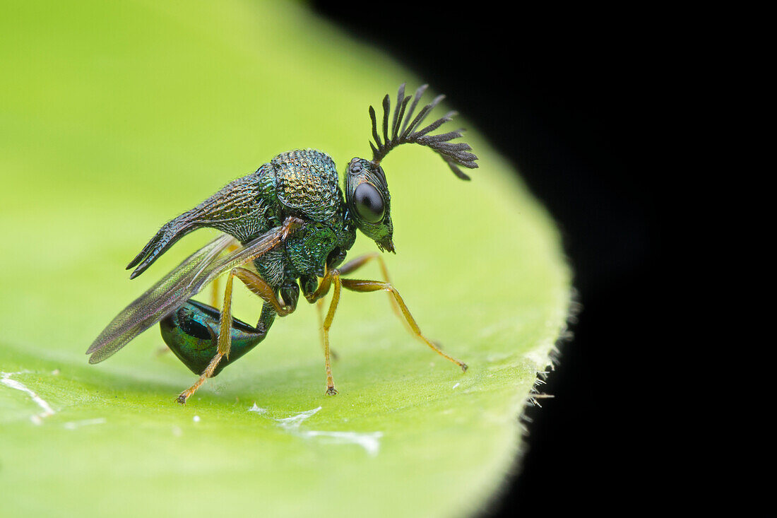 Ant parasite wasp
