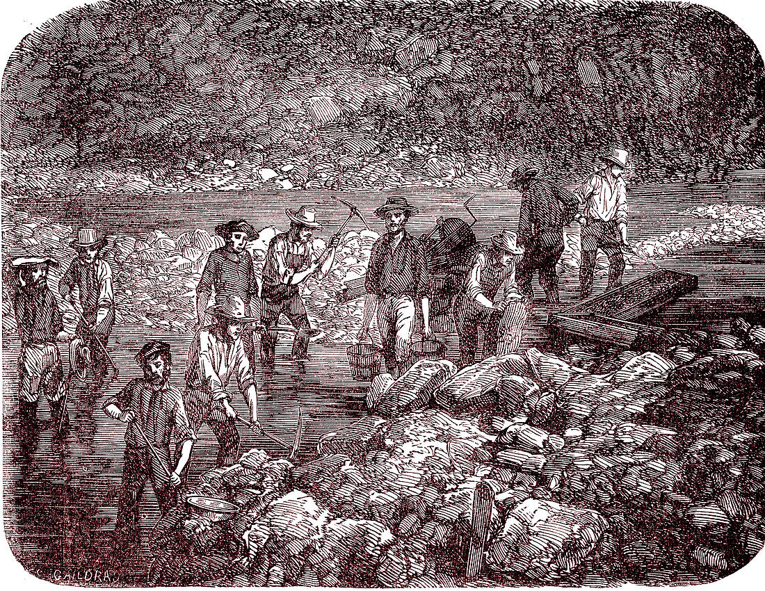 Gold prospectors in Australia, 19th century illustration