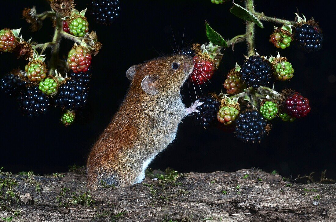 Bank vole eating blackberries