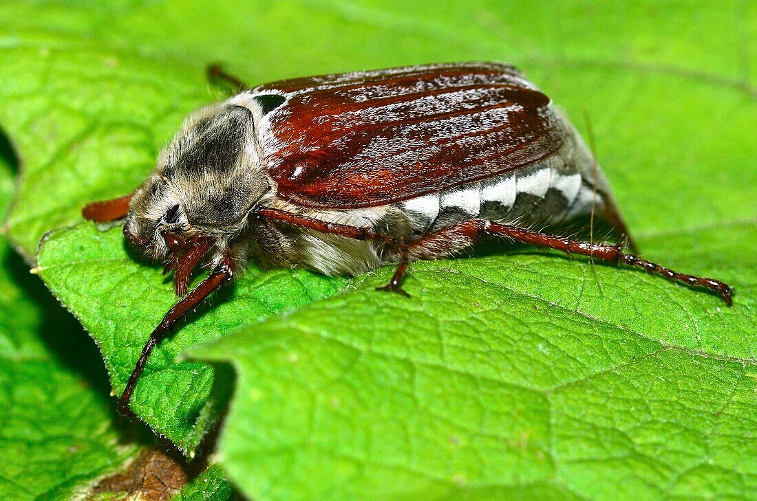 Cockchafer beetle