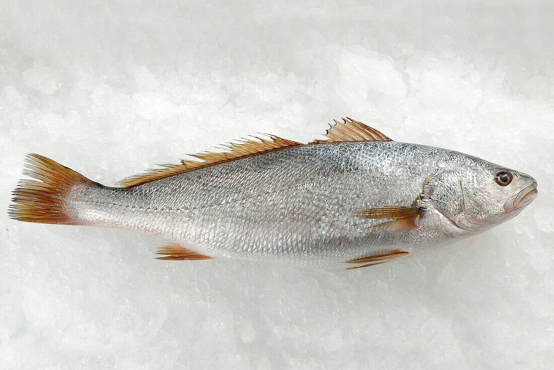 Red drum on ice