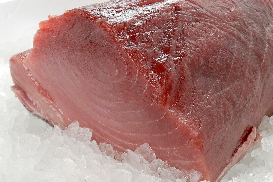 Fresh tuna fish on ice