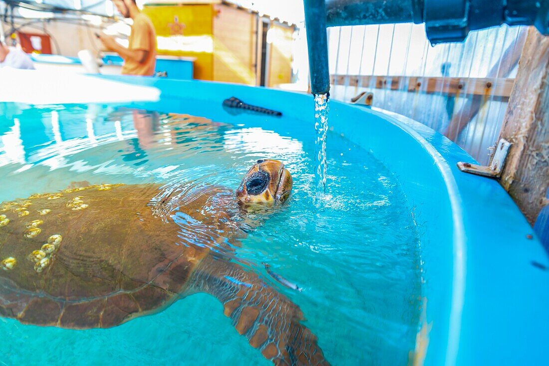 Rescued sea turtle