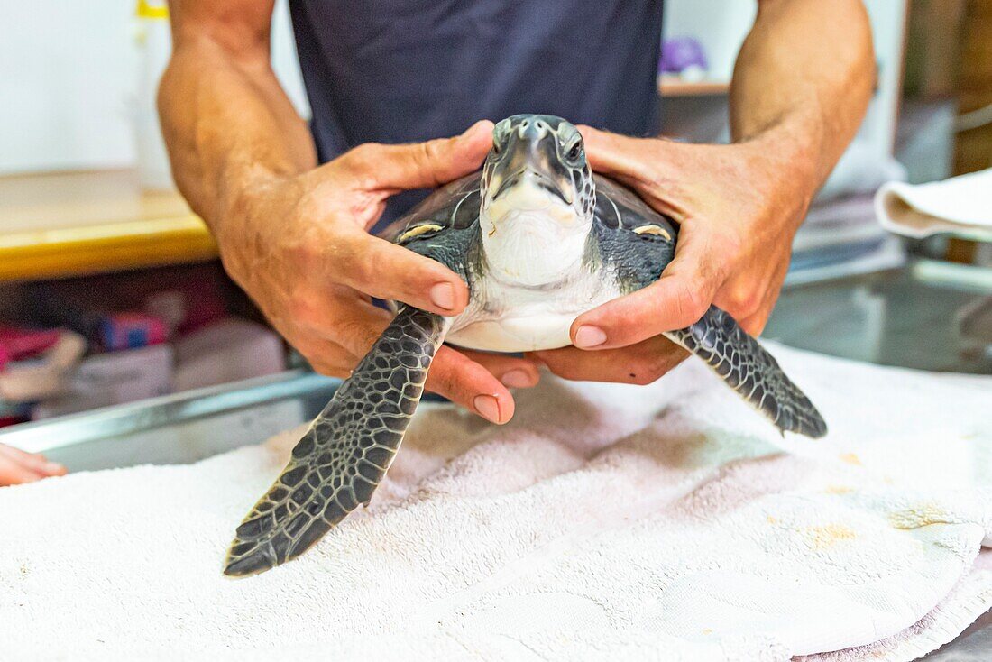 Examining rescued sea turtle