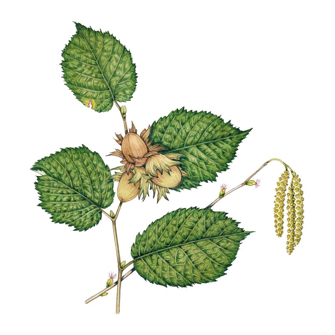 Hazel (Corylus avellana) leaves, illustration
