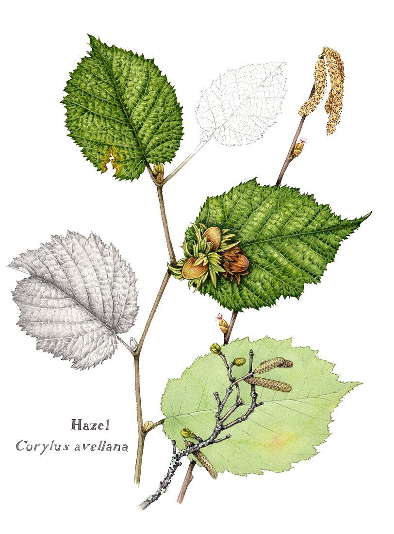 Hazel (Corylus avellana), illustration
