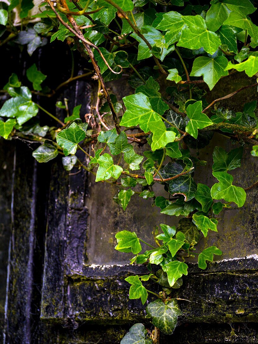 Ivy covering an old window
