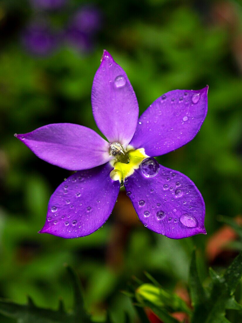 Isotoma axillaris 'Fizz 'n' Pop Purple' flowers