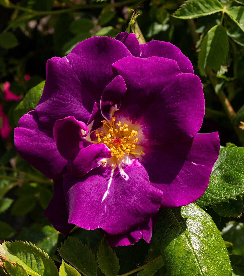 Rose (Rosa 'Passion For Purple')