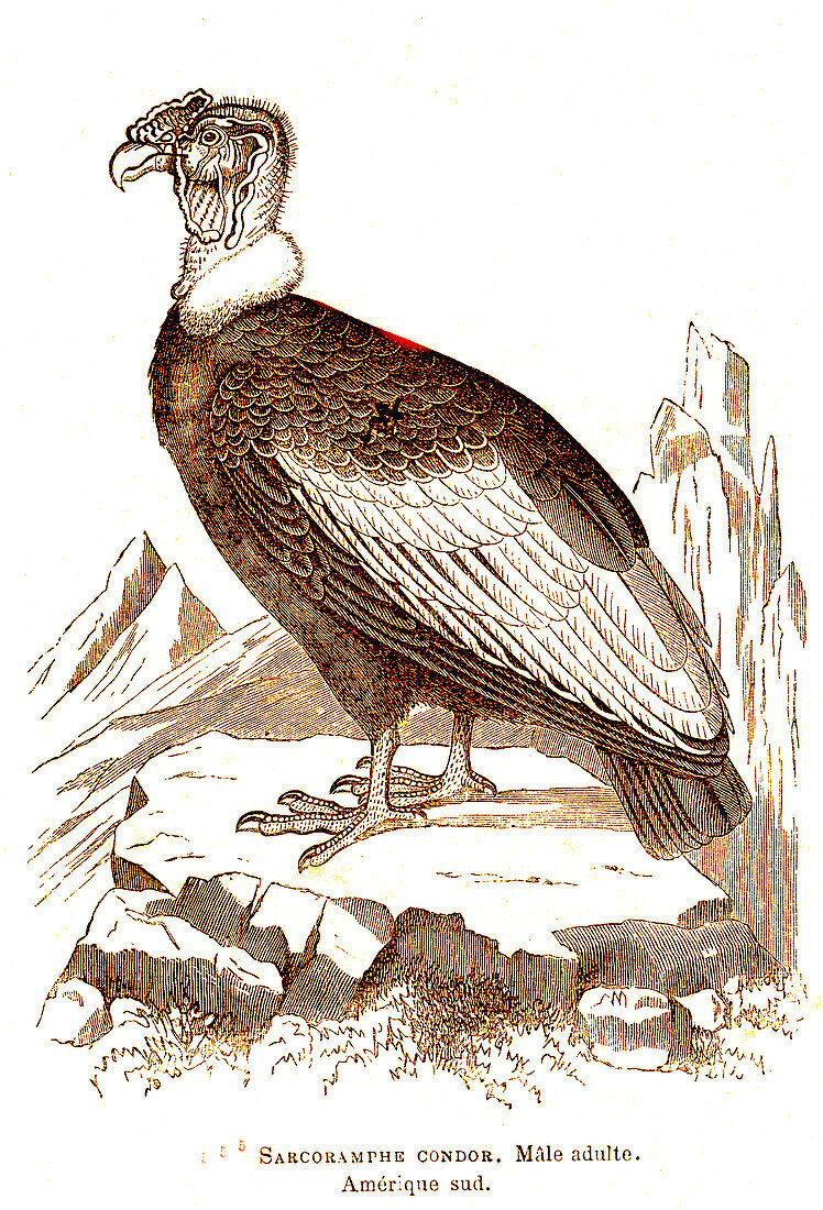 Adult male condor, 19th century illustration.