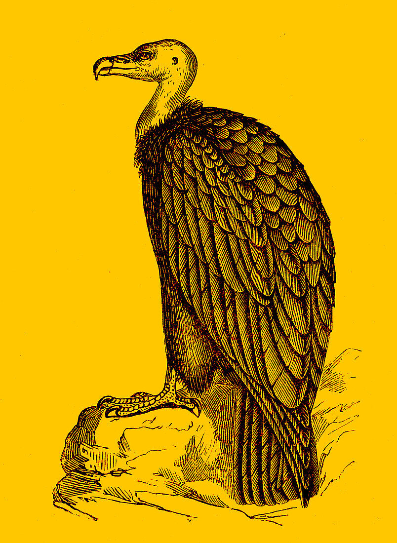 California condor, 19th century illustration