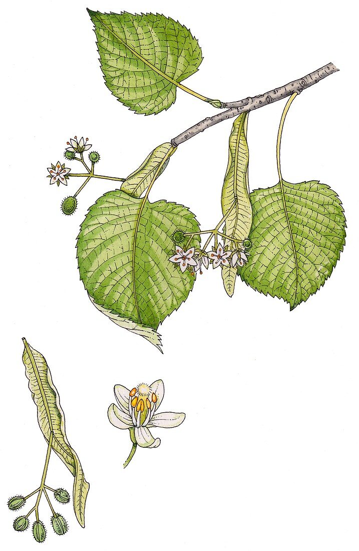 Small-leaved lime (Tilia cordata), illustration