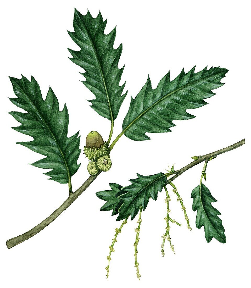 Lucombe Oak Quercus x hispanica 'Lucombeana', illustration