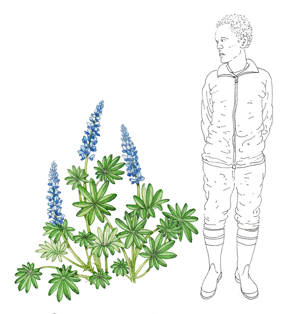 Lupin (Lupinus polyphyllus), illustration