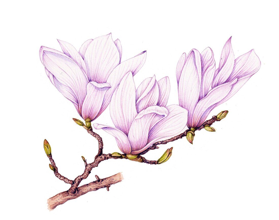 Southern magnolia (Magnolia grandiflora) sprig, illustration