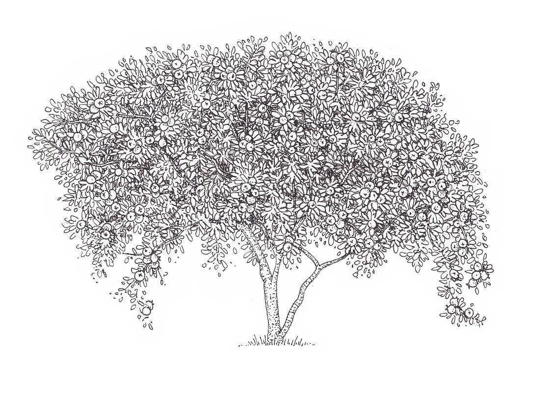 Common medlar (Mespilus germanica) tree, illustration
