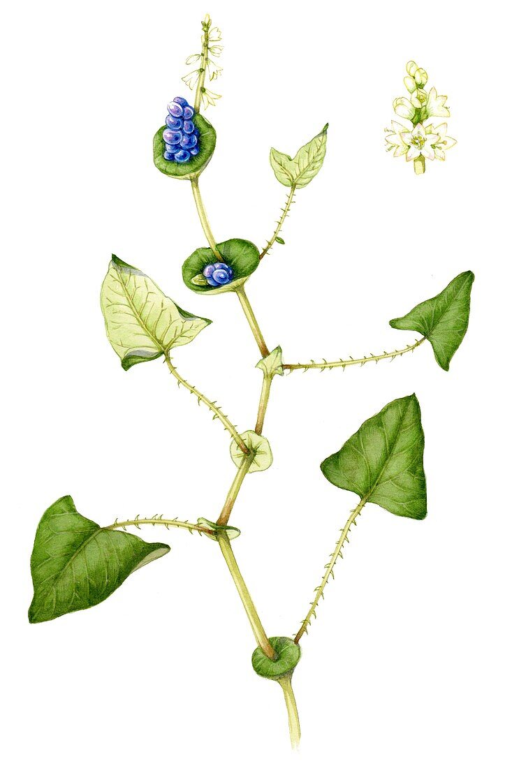 Asiatic tearthumb (Polygonum perfoliatum), illustration