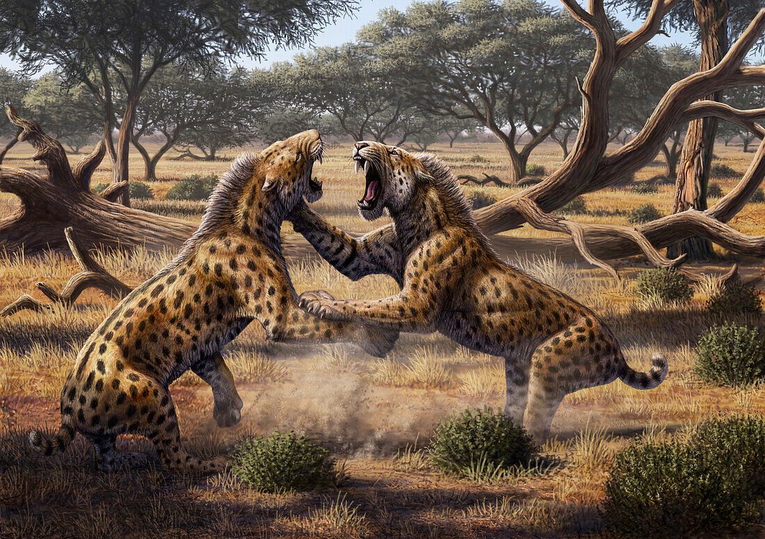 Lokotunjailurus sabre-toothed cats fighting, illustration