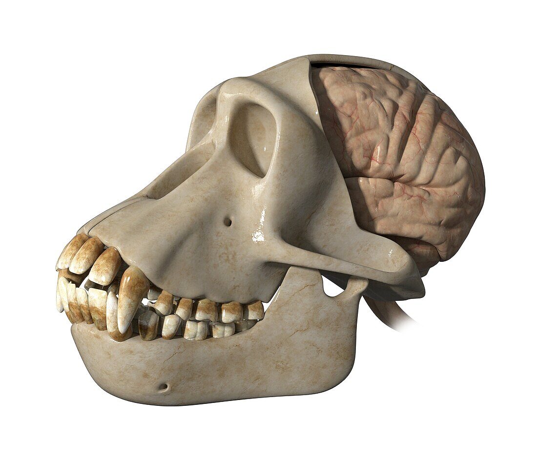 Skull and brain of a chimpanzee, illustration
