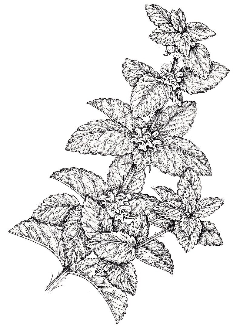 Garden spearmint (Mentha spicata), illustration