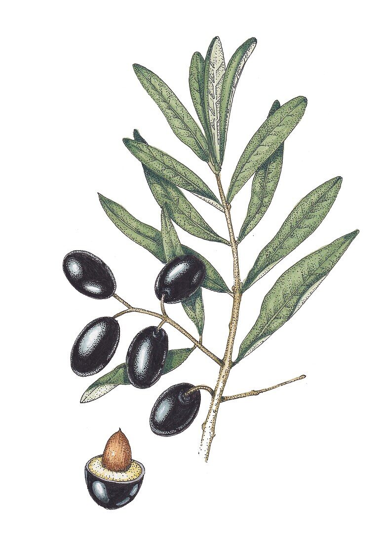 Olive (Olea europaea), illustration