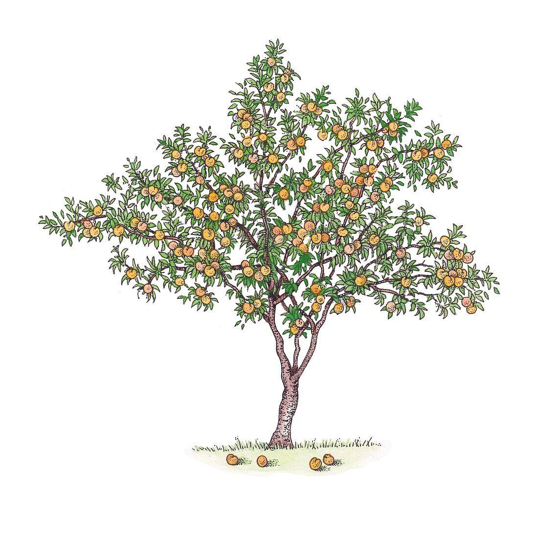 Peach (Prunus persica) tree in fruit, illustration