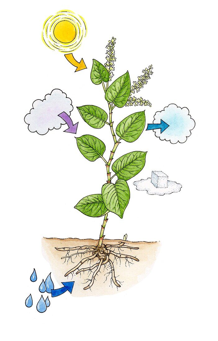 Photosynthesis diagram, illustration