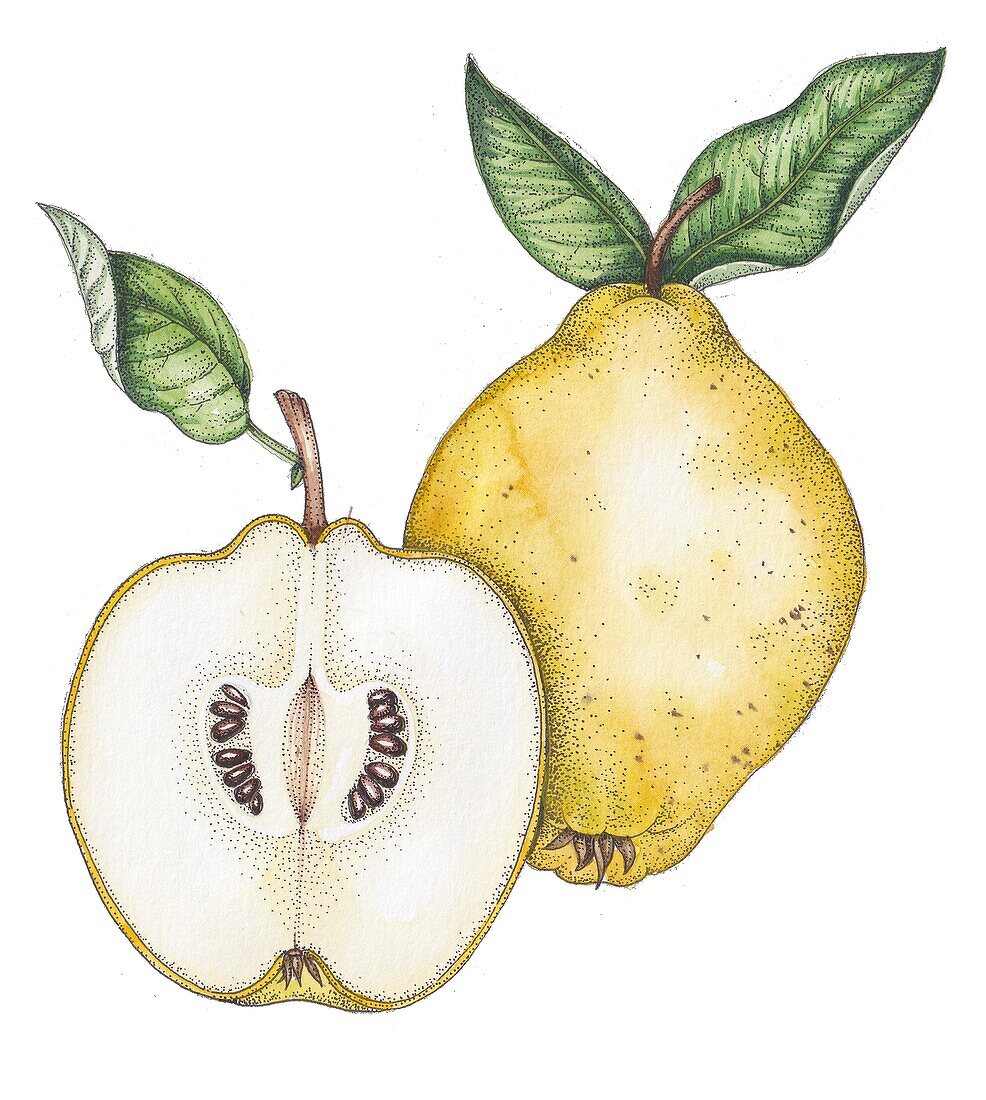 Quince (Cydonia oblonga) fruit, illustration