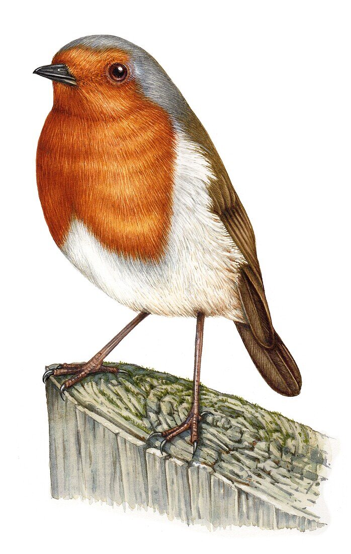 Robin (Erithacus rubecula), illustration
