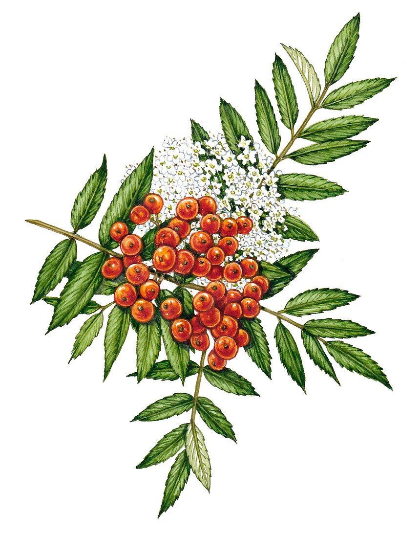 Rowan (Sorbus aucuparia), illustration