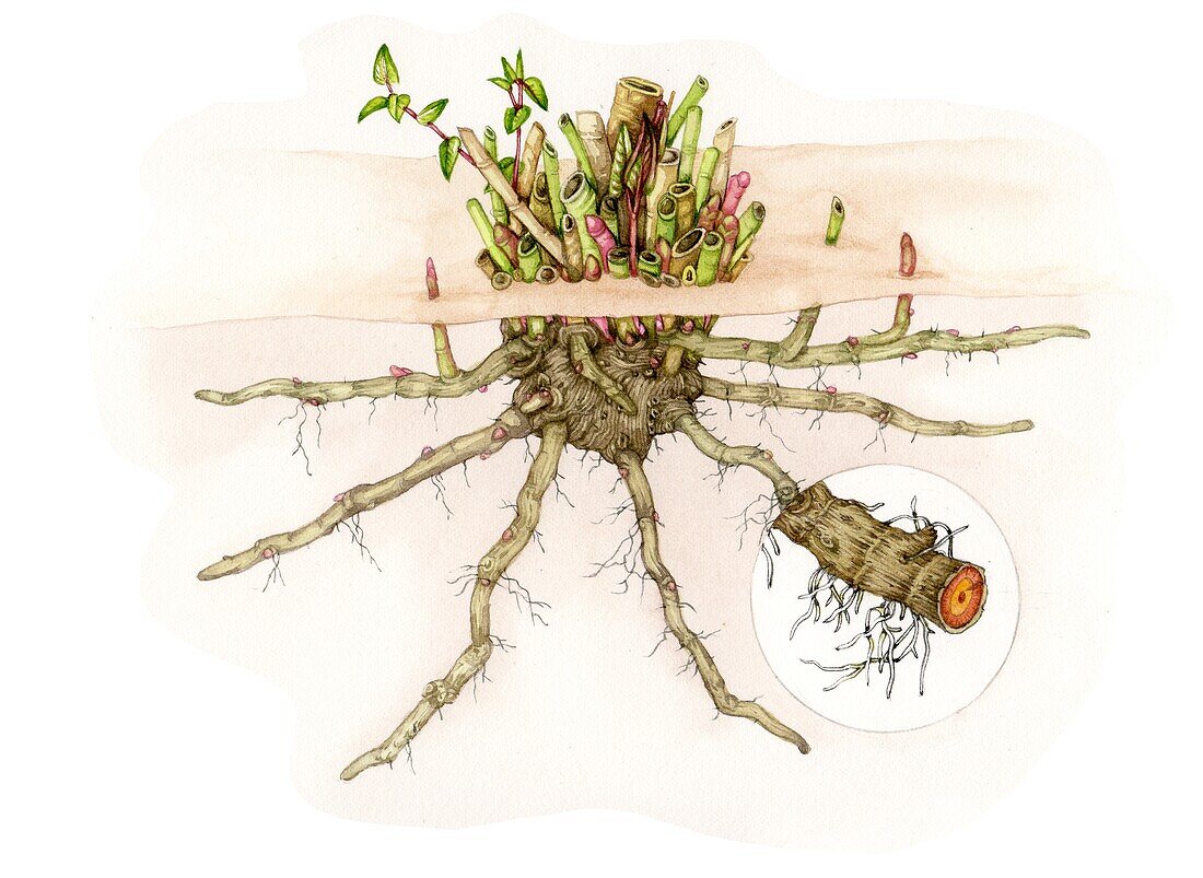 Japanese knotweed root crown, illustration