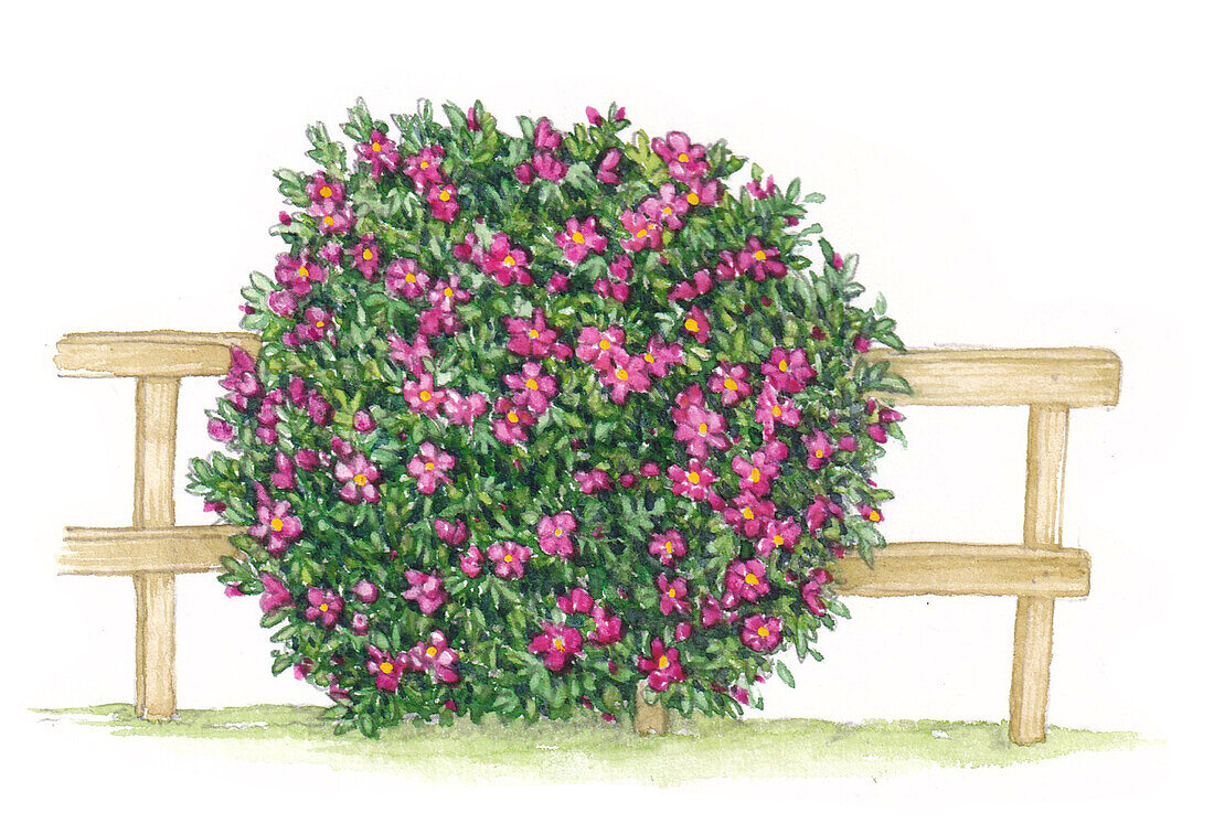 Japanese rose (Rosa rugosa) shrub, illustration