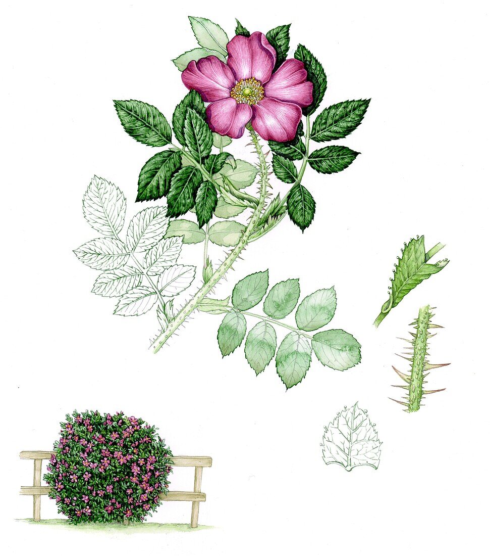 Japanese rose (Rosa rugosa), illustration
