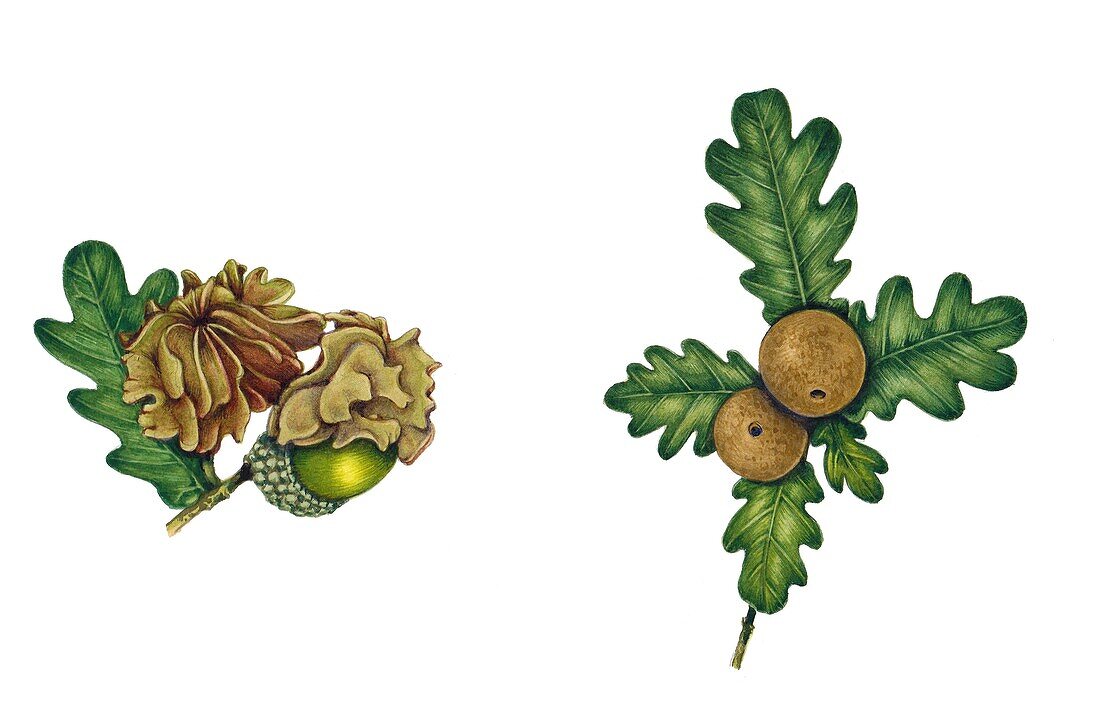 Knopper and oak apple gall, illustration