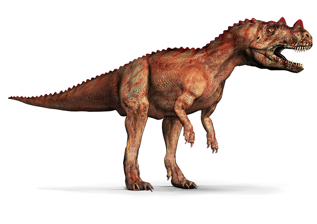 Ceratosaurus dinosaur, illustration