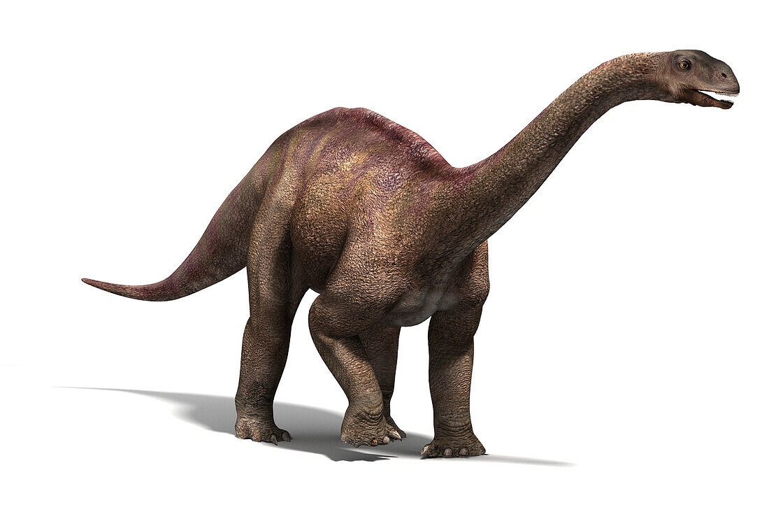 Vulcanodon dinosaur, illustration