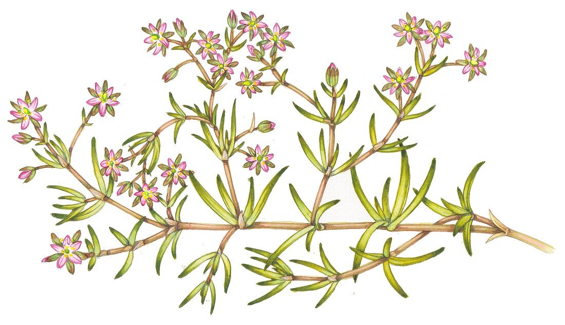 Lesser sea spurrey (Spergularia marina), illustration