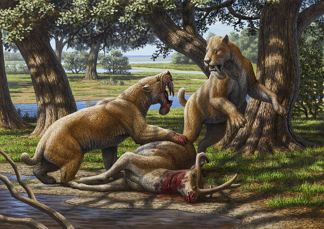 Barbourofelis fighting over Synthetoceras, illustration