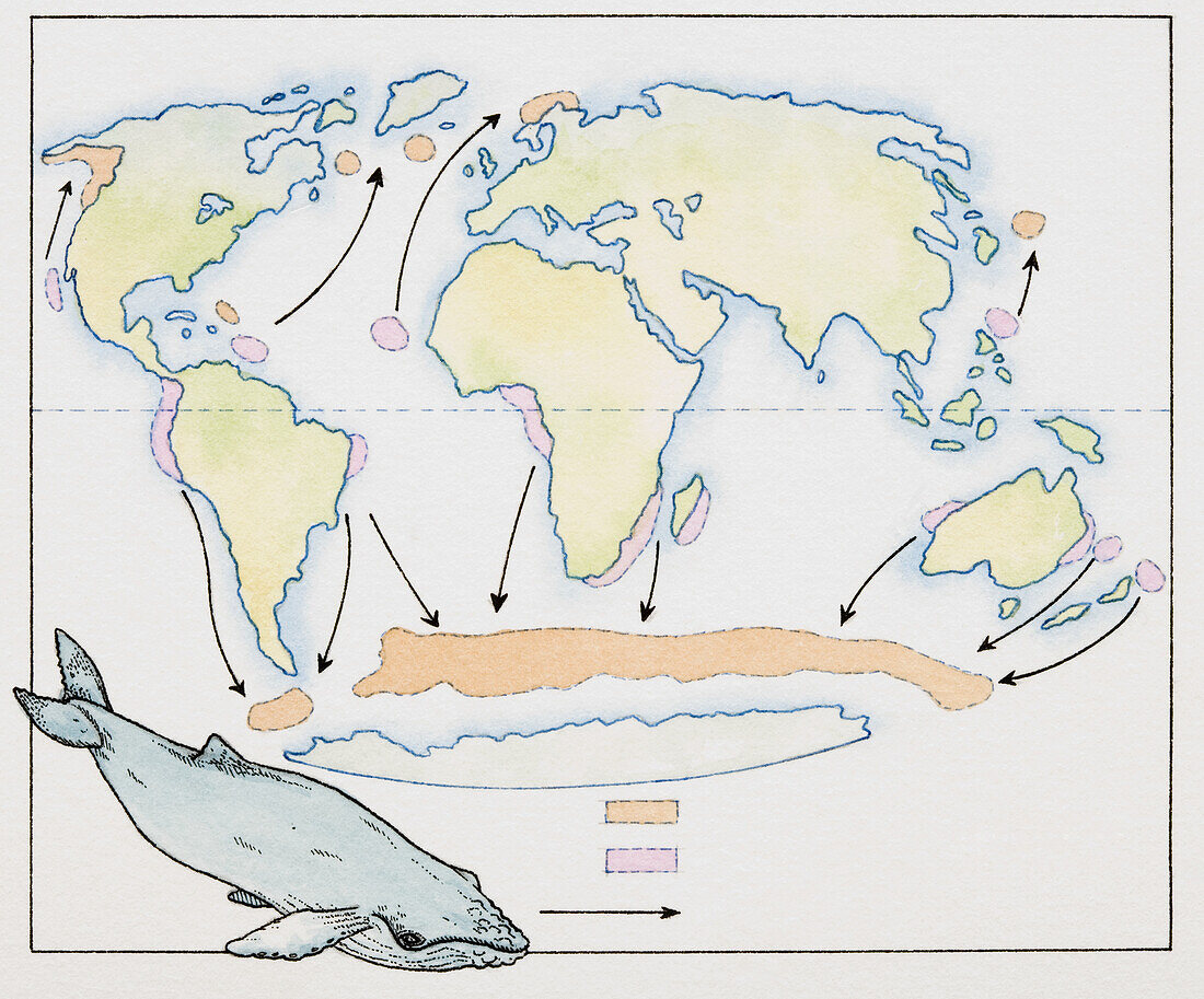 Whale feeding places and migration routes, illustration