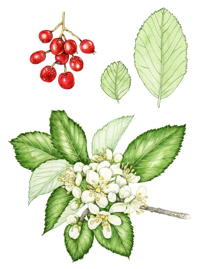 Stirton's whitebeam (Sorbus stirtoniana), illustration