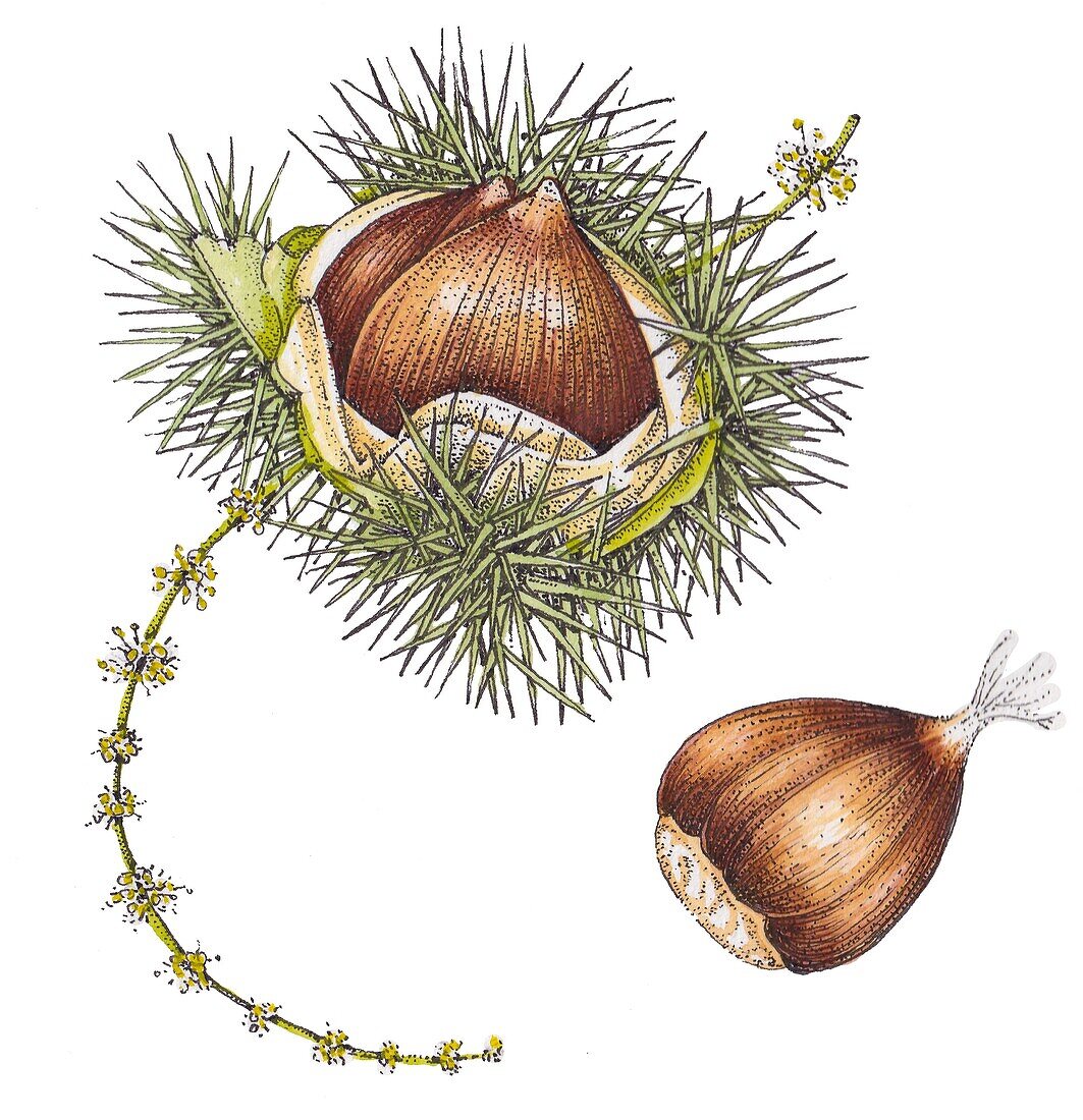 Sweet chestnut (Castanea sativa), illustration