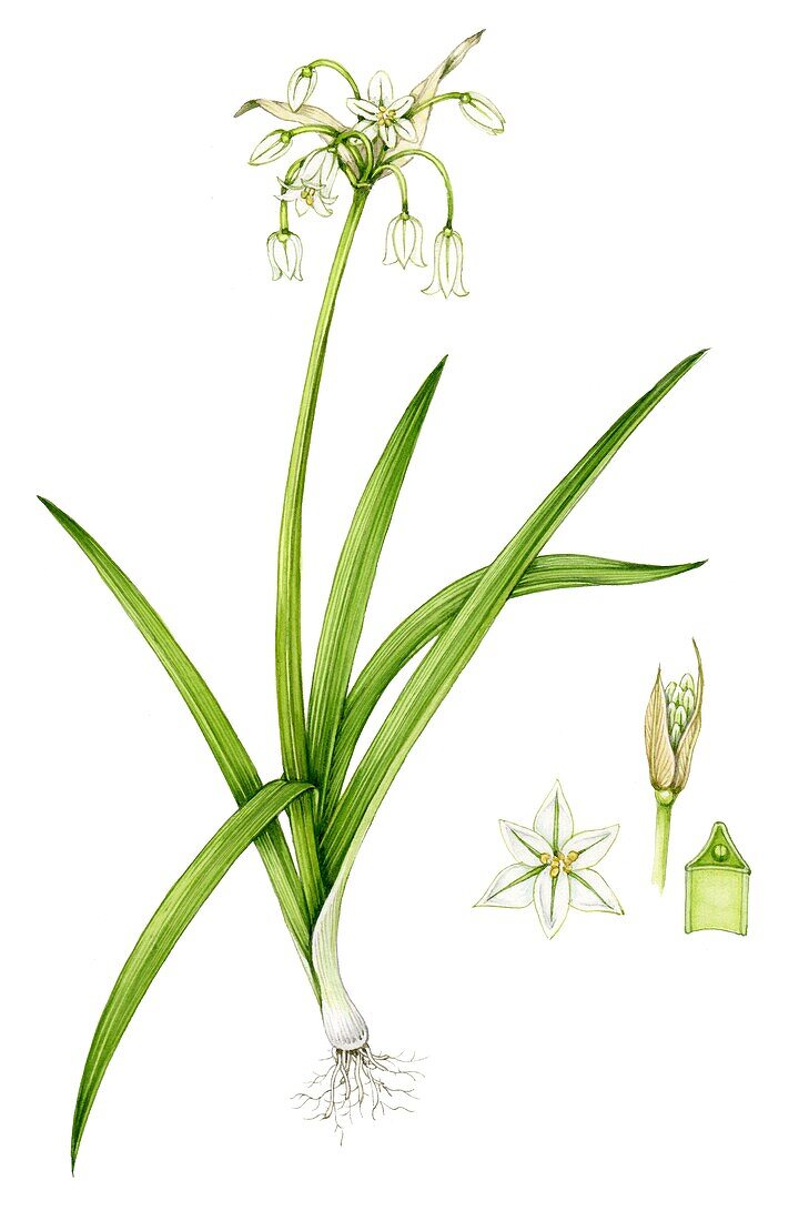 Three-cornered garlic (Alllium triquetum), illustration