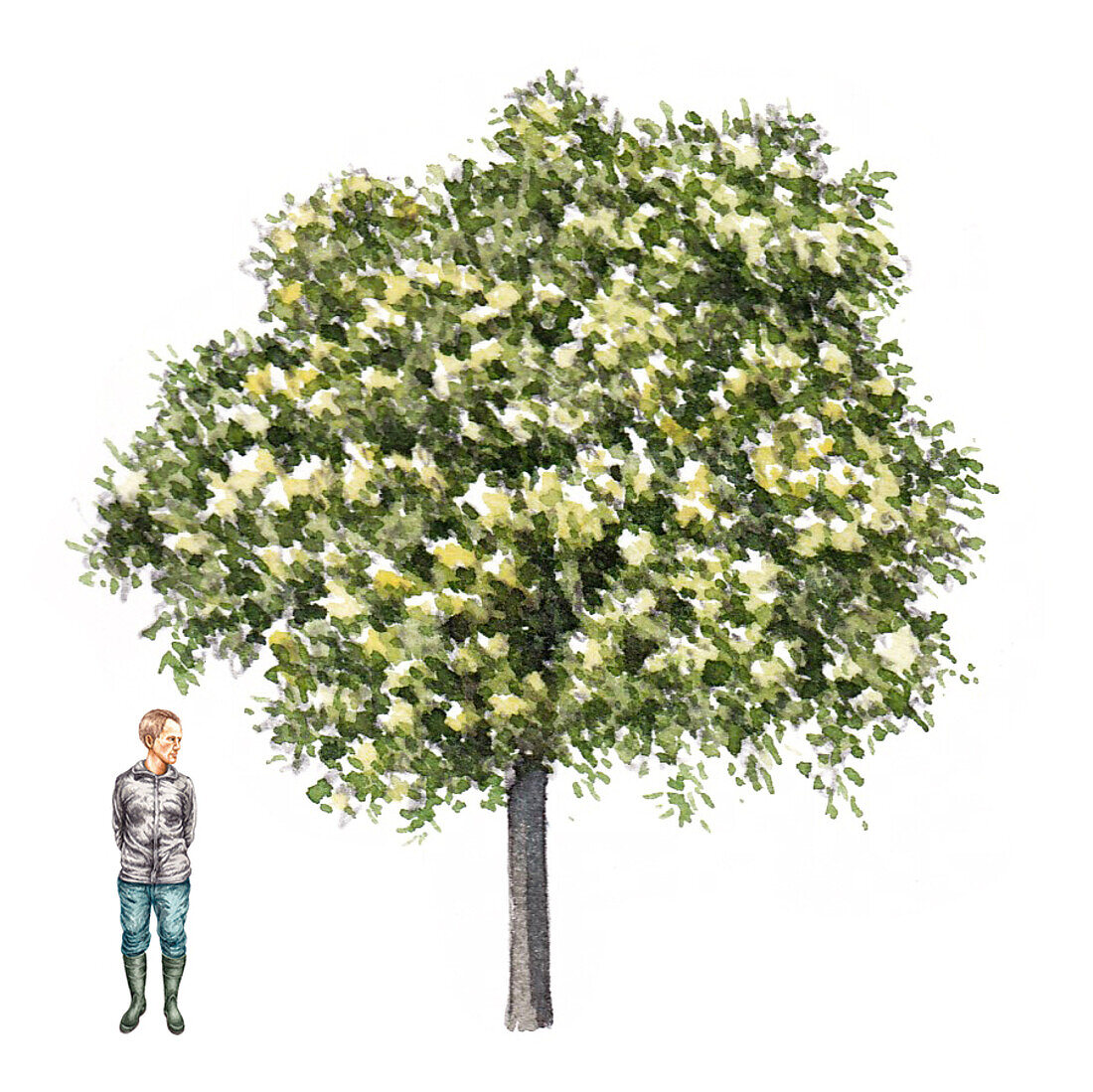 Tree of Heaven (Ailanthus altissima), illustration