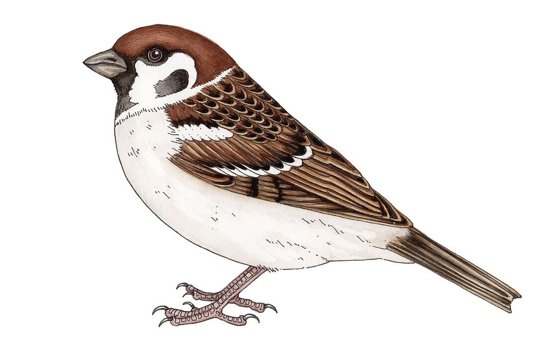Tree sparrow (Passer montanus), illustration