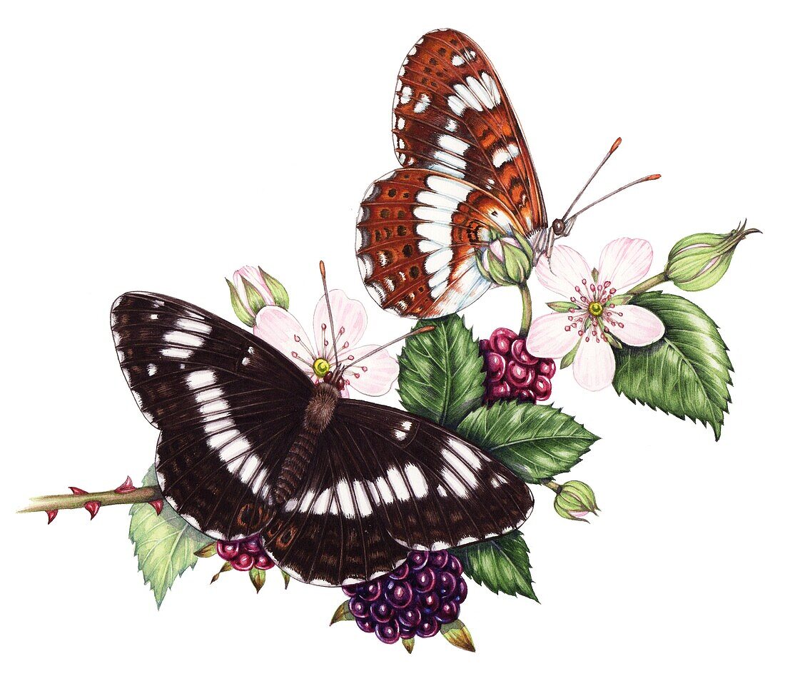 White admiral butterflies (Limenitis camilla), illustration
