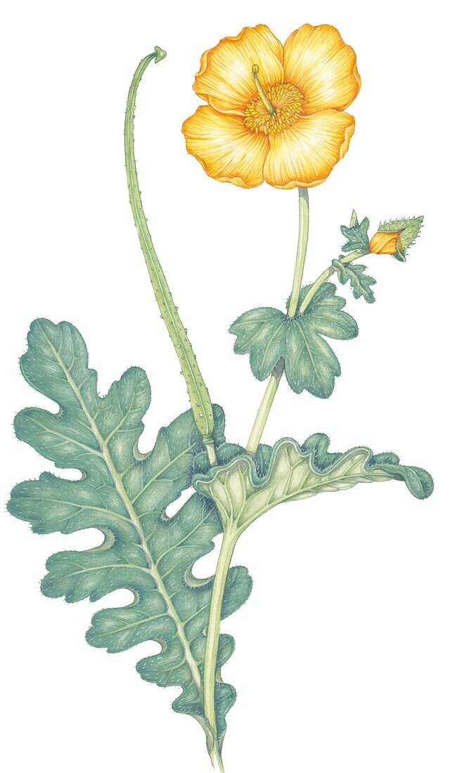 Yellow horned-poppy (Galucium flavum), illustration