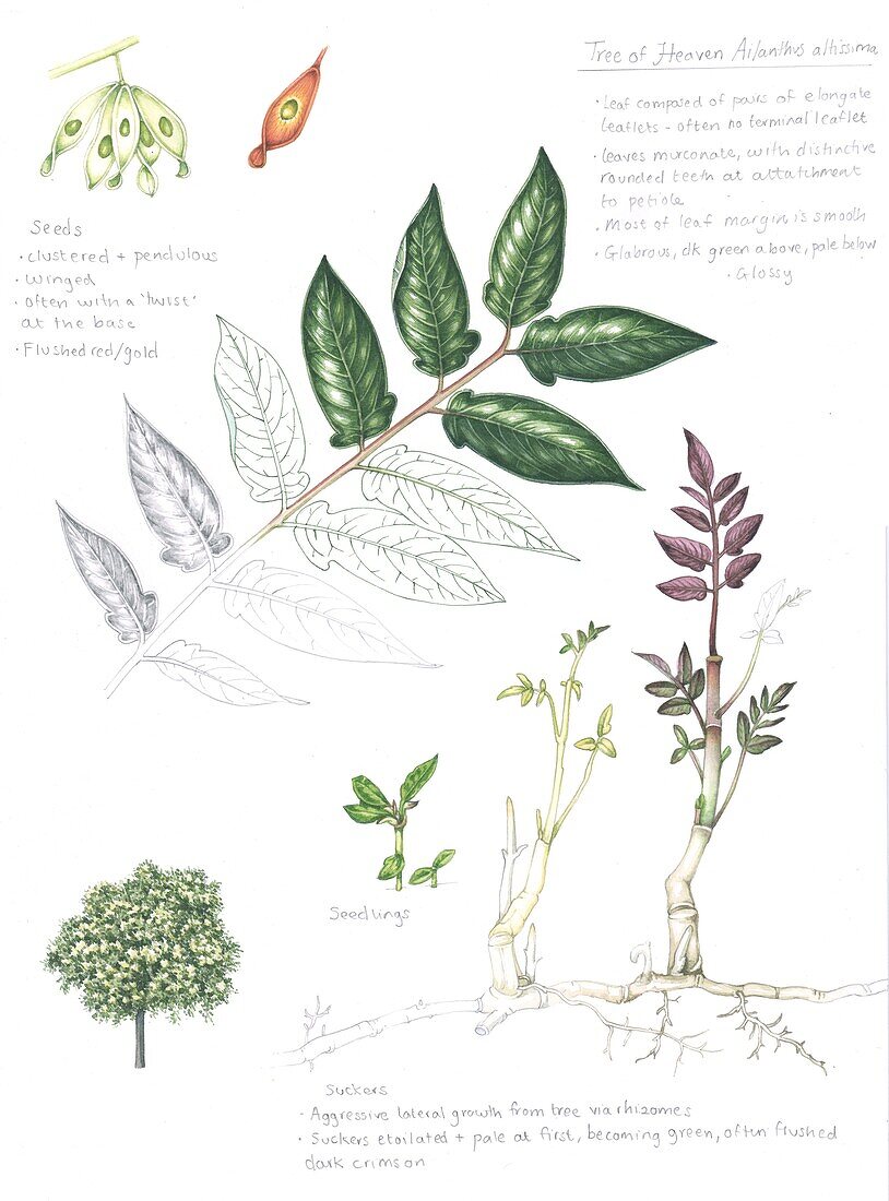 Tree of Heaven (Ailanthus altissima), illustration