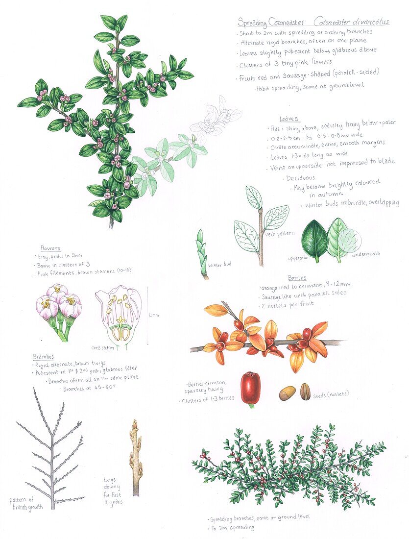 Spreading cotoneaster, illustration