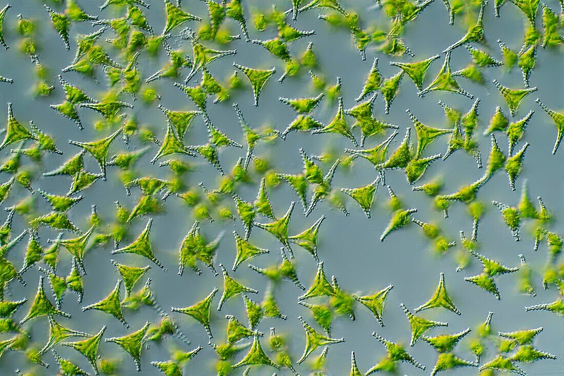 Staurastrum green algae, light micrograph